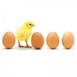 Supelco氟蟲腈 46451-100MG， 120068-37-3